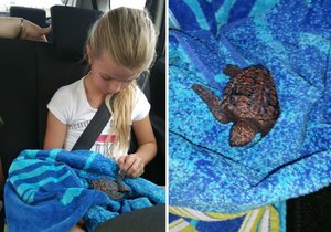 Baby Turtle saved